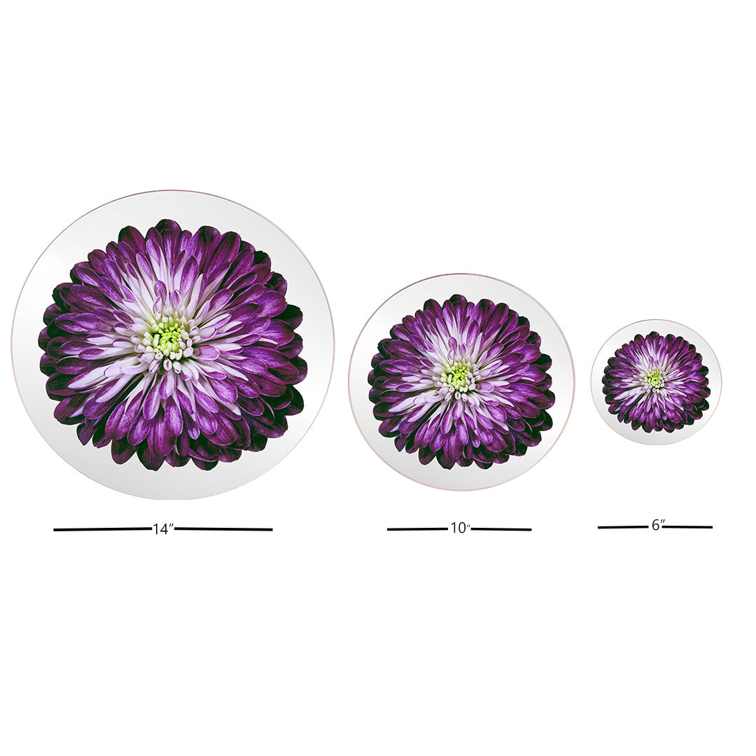 Platters - Bloom Magenta Chrysanthemum