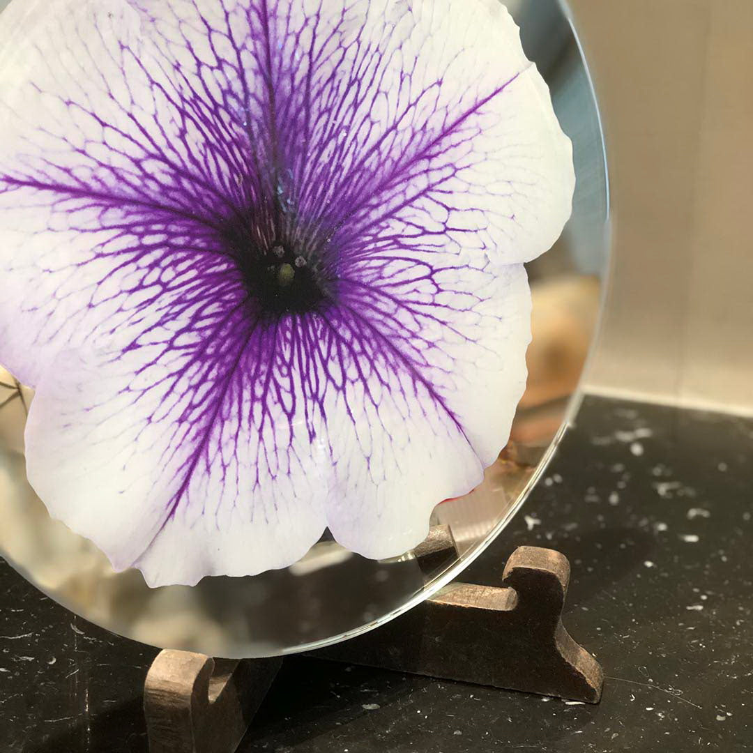 Platters - Bloom Petunia