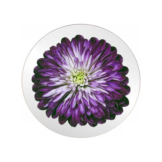 Platters - Bloom Magenta Chrysanthemum